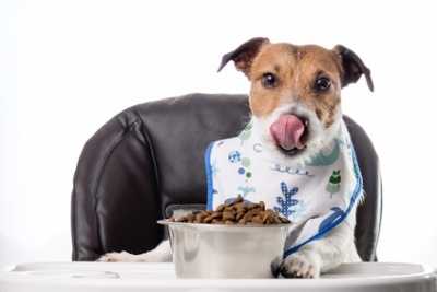 Allergia alimentare o ambientale per un cane. Esempio pratico