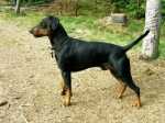 Dose giornaliera per incrocio Pinscher Chihuaha