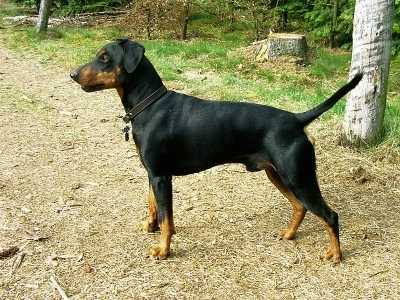 Dose giornaliera per incrocio Pinscher Chihuaha