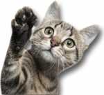 Adozione di un gattino