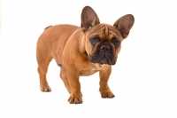 Alimentazione Bulldog Francese 
