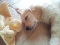 Cane solo in casa: consigli utili
