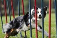 Agility Dog, Frisbee Dog e altri sport da praticare con il cane