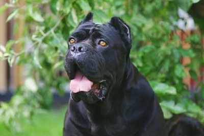 Ipoalbuminemia o ipoproteinemia per un cane di 7 anni
