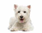 Piodermite per un cucciolo di maltese