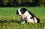 Informazione crocchette per Border Collie