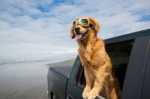 Viaggiare in auto, treno, aereo o nave con il cane