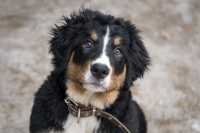 Calcolo Dell'età Del Cane