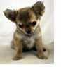 Cagnolina che rifiuta i croccantini
