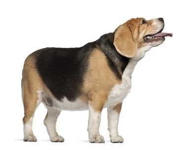 Beagle in sovrappeso