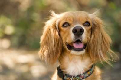 Starnuto inverso per un Cocker Spaniel