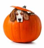 La novità della zucca nell'alimentazione del cane