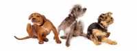 Allergie, intolleranze, dermatiti, obesità del cane, cosa sono come curarle