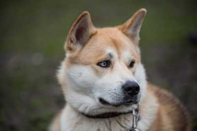 Sostituire gli antiparassitari in pipette per cani con gli shampoo è possibile?