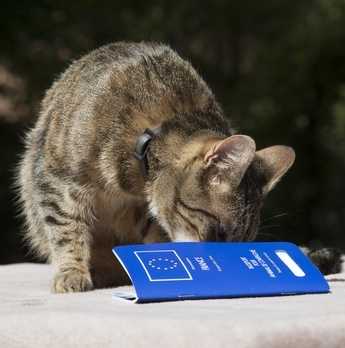 Discomfort Memo pepper Passaporto e documenti per vacanze in Europa con il gatto – Il passaporto  europeo