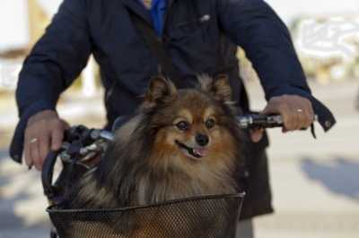 Cibi vietati ai cani