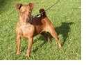 Alimentazione per Pinscher ingrassata