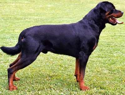 Rottweiler con peli grigi