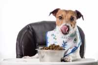 Quanti pasti al giorno per il cane? 