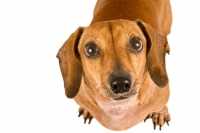 Consigli sull'alimentazione di un cane bassotto con trigliceridi e colesterolo alti