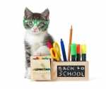 Capire il linguaggio del Gatto e comunicare con lui