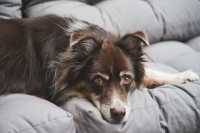 Cane che vomita dopo i pasti