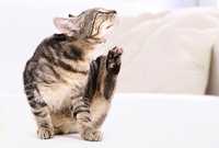 Parassiti del gatto quali sono come combatterli