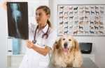 Displasia dell'anca nel cane: come prevenirla, riconoscerla e curarla