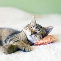 Come monitorare cuore e respiro in un gatto