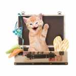Vacanze e viaggi con il gatto, guida utile