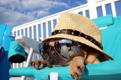 Quanto tempo dura il calore nel cane e come comportarsi per stare in sicurezza