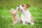 Cane e gatto insieme sotto lo stesso tetto è possibile? Ecco come fare
