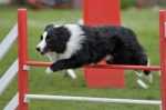 Cambio crocchette per un Border Collie