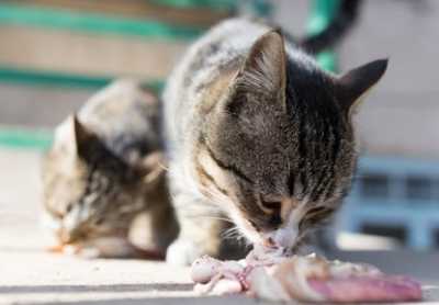 Dieta Barf per i gatti: vantaggi e svantaggi della dieta a base di carne cruda