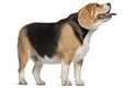 Alimentazione per Beagle sterilizzato