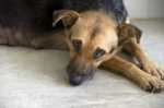 Come ovviare alla solitudine del cane lasciato solo a casa