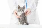 Sterilizzazione del gatto maschio e femmina, pro e contro