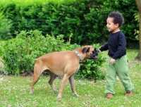 Boxer di 2 anni con notevole calo di peso dopo la sterilizzazione