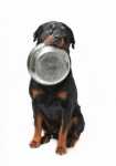 Crocchette per cani Prolife con integratori per l’apparato digerente e difese immunitarie
