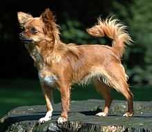 Chihuahua con orecchie abbassate