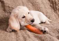 I principi dell’alimentazione mediterranea nella dieta per il cane, quali ingredienti e quali benefici