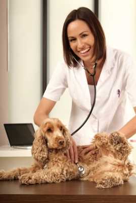 Parassiti intestinali del cane, la Tenia cosa è e come curarla