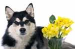 Cani sterilizzazione e tumore alle mammelle