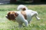 Abituare il cane ad utilizzare la traversina, consigli utili