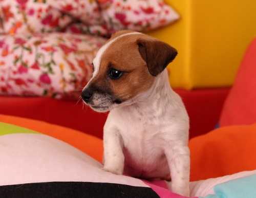 Addestramento cucciolo