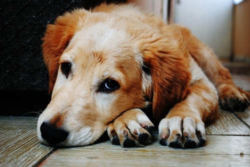Ma perché il tuo cane rifiuta le crocchette?