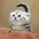 Adozione gattino randagio