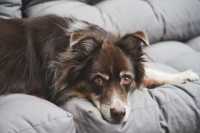 Albumina bassa nel cane da cosa può dipendere? Cosa fare?