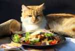 Alimentare il gatto con una dieta vegetariana o vegana è possibile?