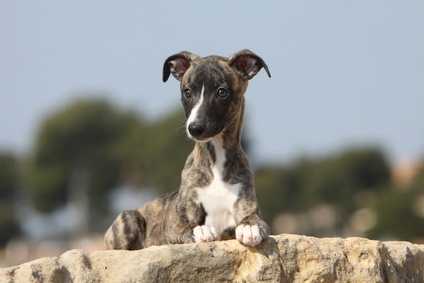 Alimentazione a basso indice glicemico per cagnolina 11 anni